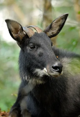Indochinese serow
