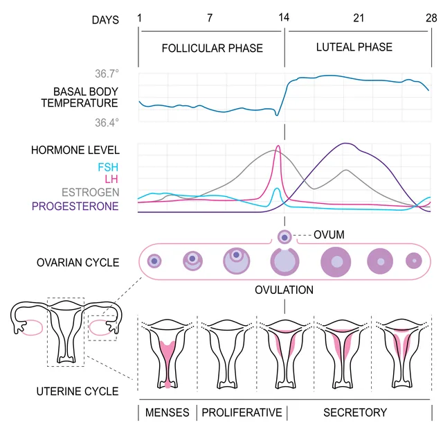 Luteal phase
