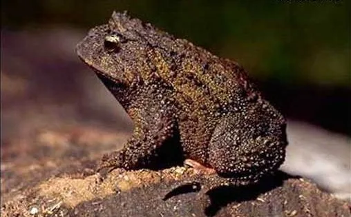 Proceratophrys
