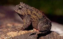 Proceratophrys