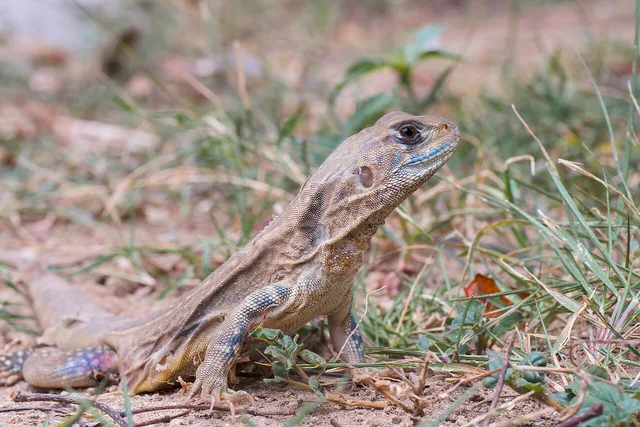 Leiolepis