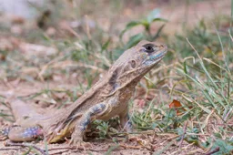 Leiolepis