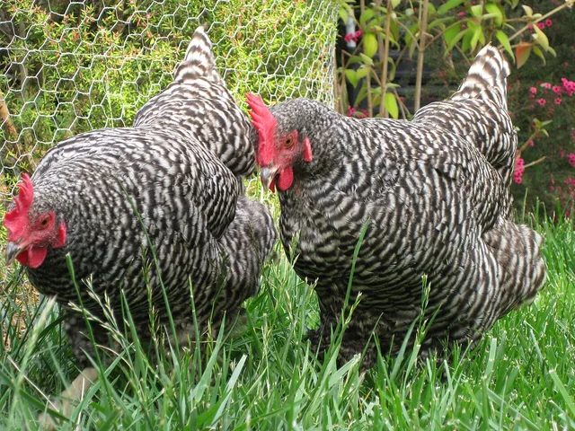 Plymouth Rock chicken
