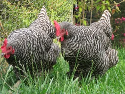 Plymouth Rock chicken
