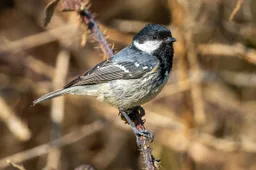 Carbonero garrapinos