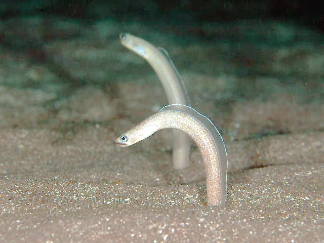 Sharp-nose garden eel