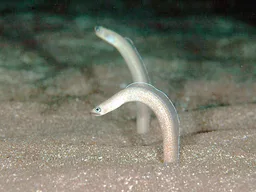 Sharp-nose garden eel