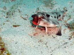 Pez murciélago de labios rojos