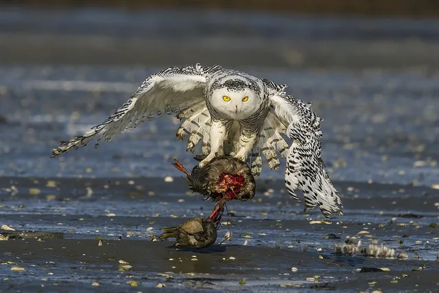 Snowy owl