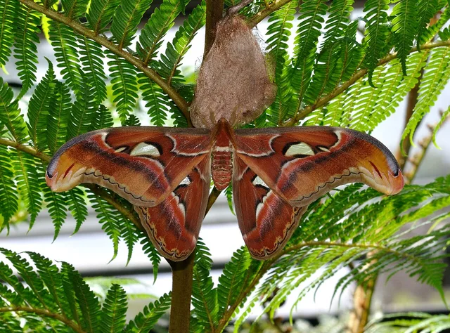 Atlas moth