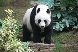 Panda gigante