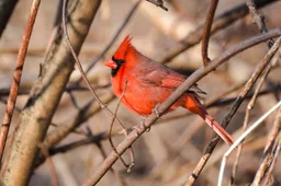 Cardenal