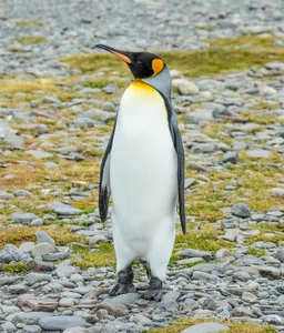 Pingüino rey