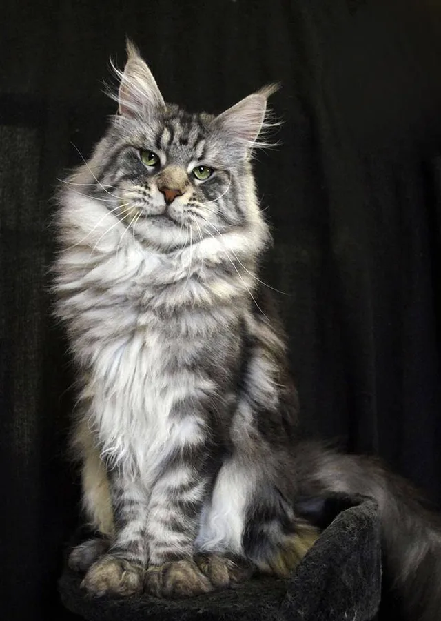 Maine Coon