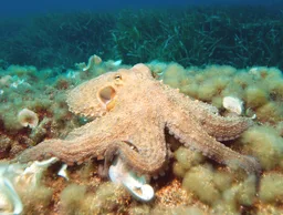 Pulpo común