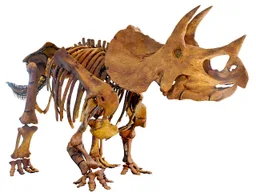 Triceratops