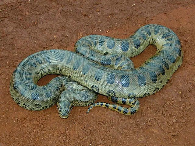 Anaconda verde