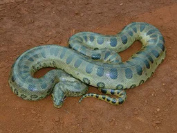 Anaconda verde