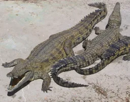 Cocodrilo del Nilo