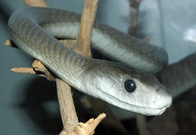 Mamba negra