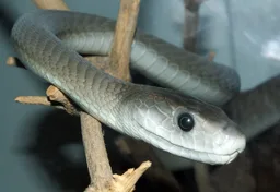Mamba noir