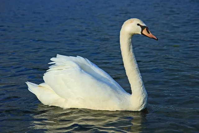 Cygne tuberculé