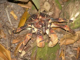 Cangrejo de los cocoteros