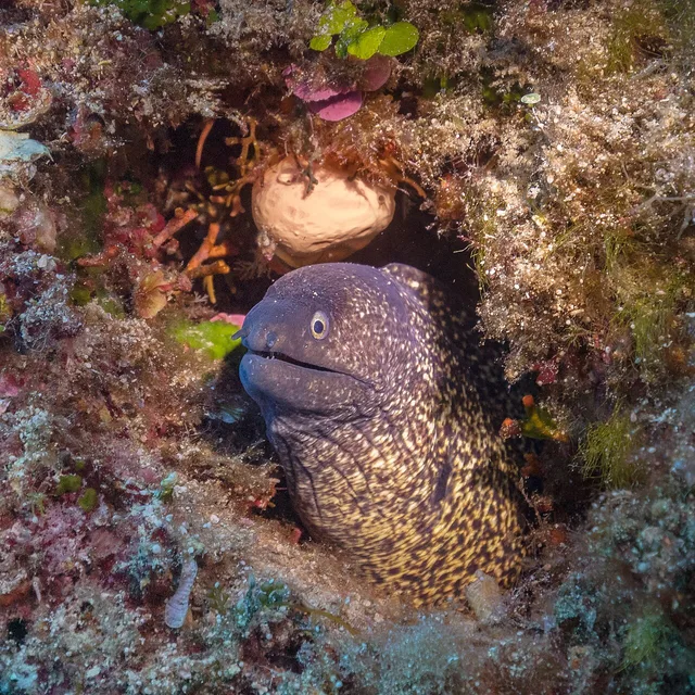 Mediterranean moray
