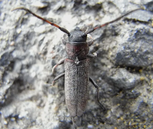 Phytoecia scutellata