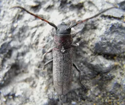 Phytoecia scutellata