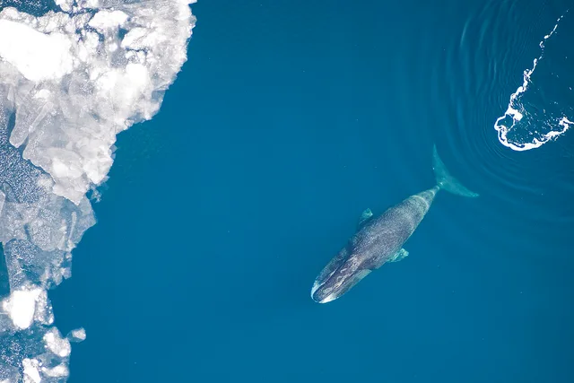 Bowhead whale