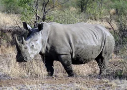 Rhinocéros blanc du Sud