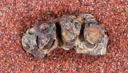 Conoryctella