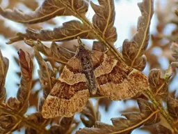 Cephalissa
