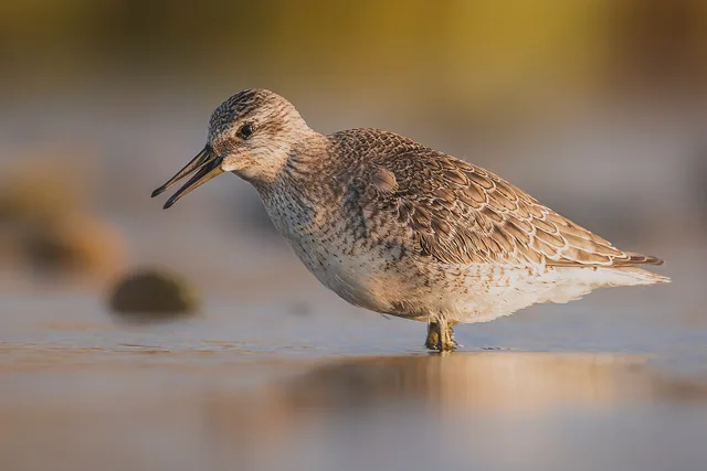 Calidris