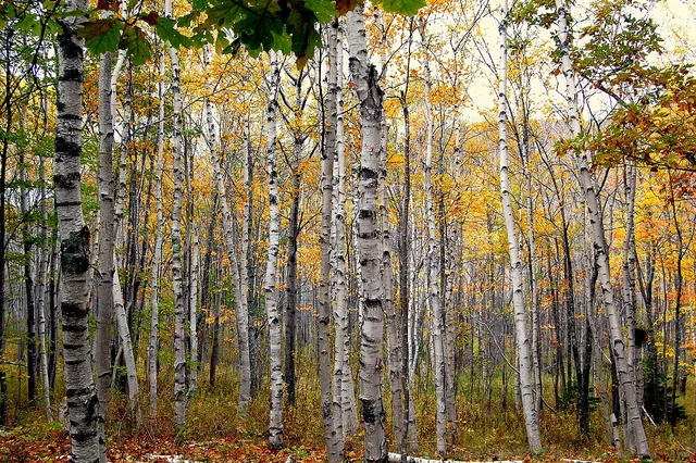 Paper birch