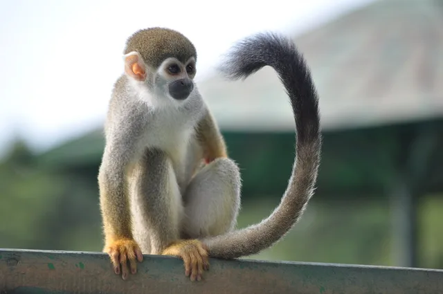 Singe-écureuil de Humboldt