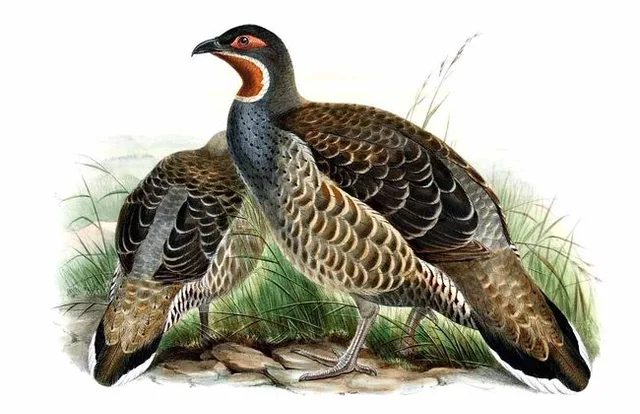 Chestnut-throated monal-partridge