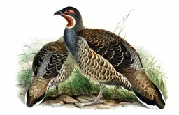 Perdiz monal de garganta castaña