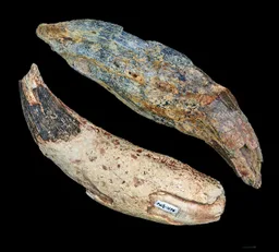 Entelodon