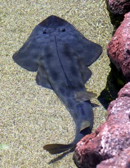 Shovelnose guitarfish