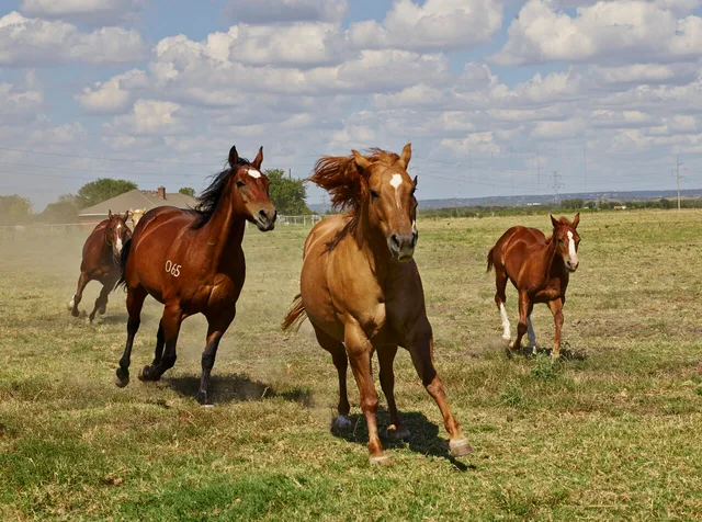 Caballos en Estados Unidos