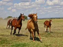 Horses in the United States