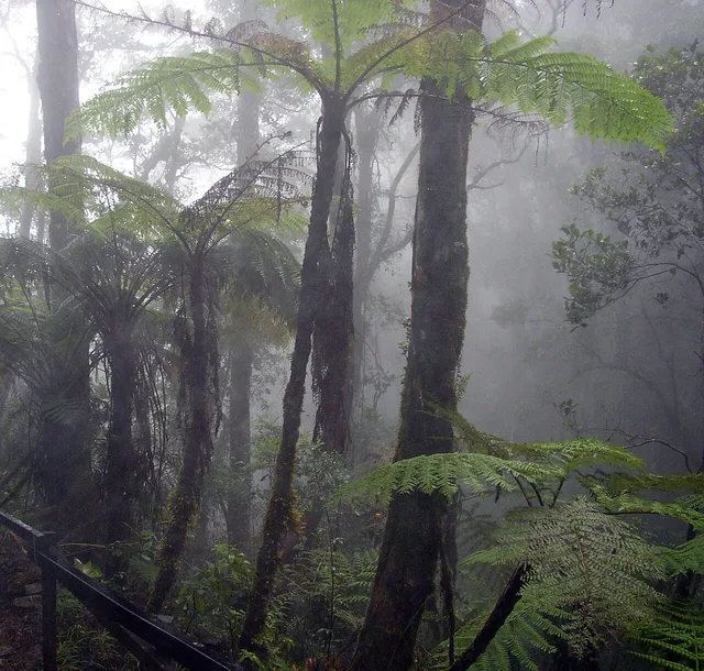 Forêt de nuage