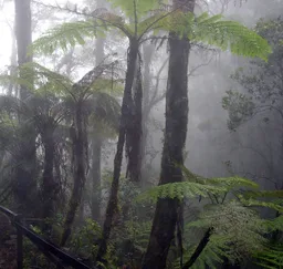 Bosque nuboso