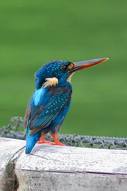 Martin-pêcheur à bandes indigo