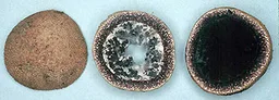 Elaphomyces