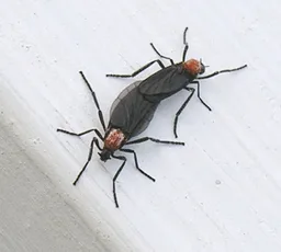 Mosca del amor