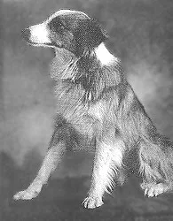 Bobbie el perro maravilla