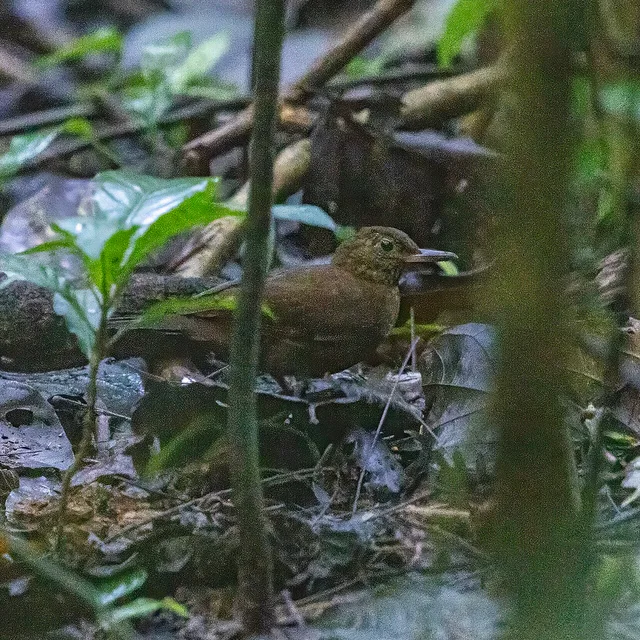 Scaly-throated leaftosser